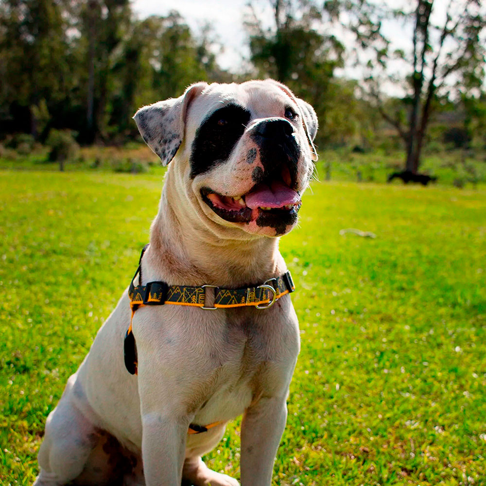 Peitoral para Cachorro Anti Puxão com Fivela Curva em Nylon Outdoor