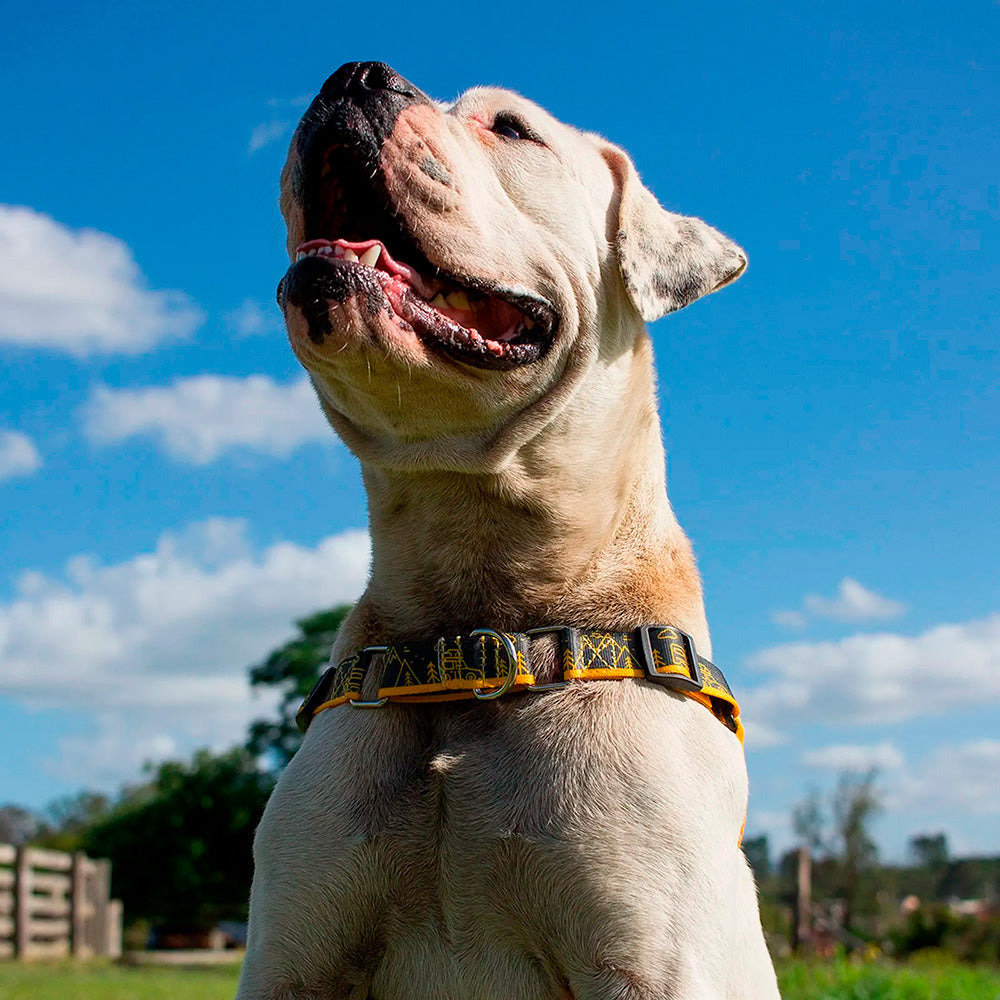 Peitoral para Cachorro Anti Puxão com Fivela Curva em Nylon Outdoor