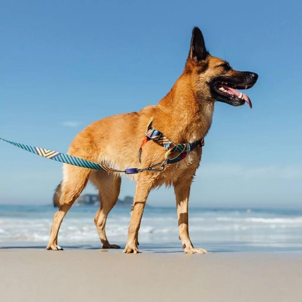 Peitoral Anti Puxão e Guia para Cachorro 1,2 Metros T-mutts Tamanho M